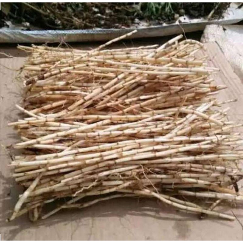 

FRESH Akar Alang-alang Segar Bersih 1kg