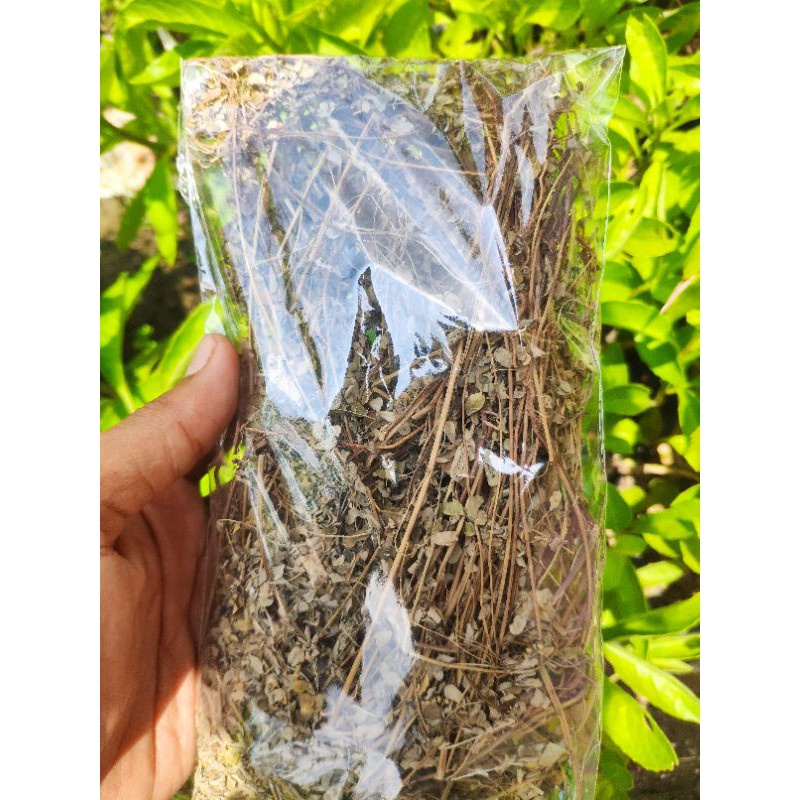 

FRESH daun meniran kering