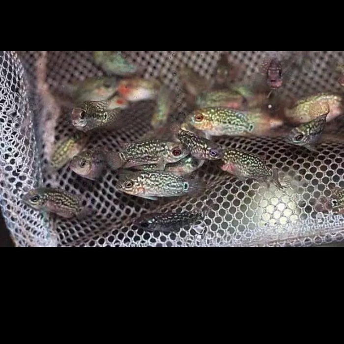 GUDANG - ikan Louhan kamfa F2 little mermaid ori Thailand ukuran 2-3 cm.