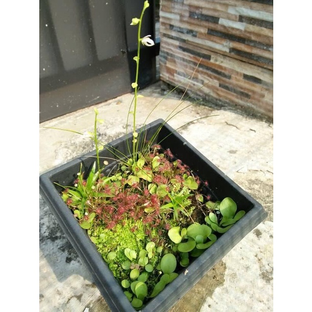 Promo Terbatas Terrarium / Paludarium Tanaman Karnivora Fullset Aman