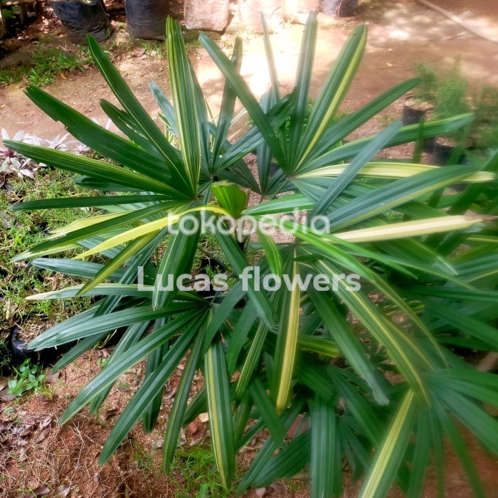 Fresh Flower Palem Waregu Varigata Tanaman Hias Regu
