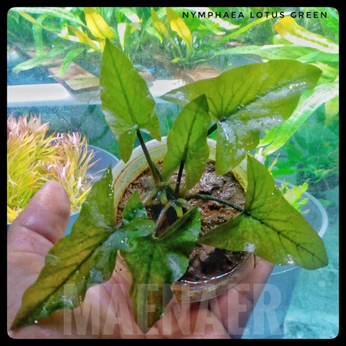 Fresh Flower Nymphaea Lotus Green - Full Air