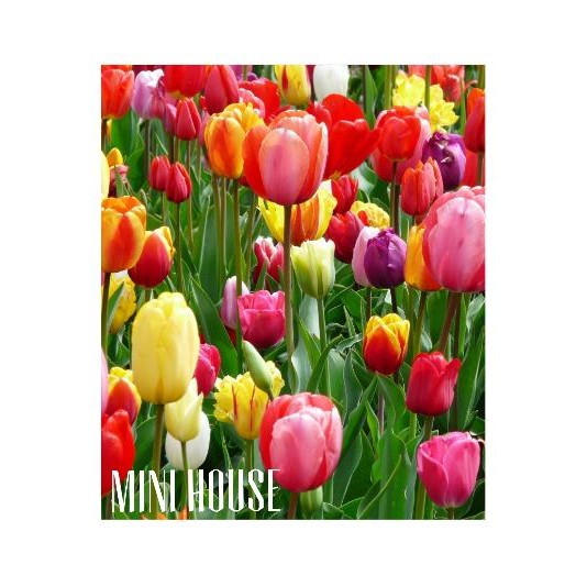 Umbi Tulip #Gratisongkir