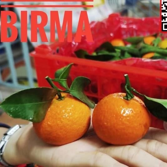 

BisaInstan- buah jeruk Santang birma keranjang full manis tanpa biji daun