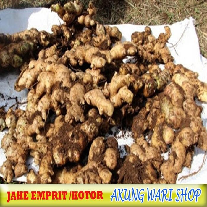 

BisaInstan- Jahe Emprit Jawa Fresh 1Kg