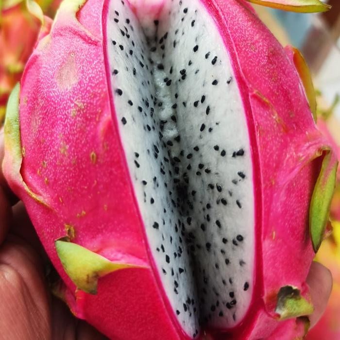 

BisaInstan- buah naga putih organik manis
