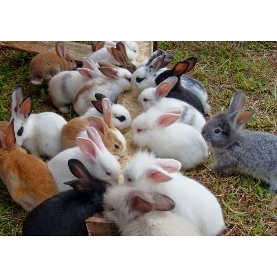 SALE HEWAN HIDUP KELINCI ANGGORA LOKAL DI KIRIM WARNA ACAK FREE MAKANAN