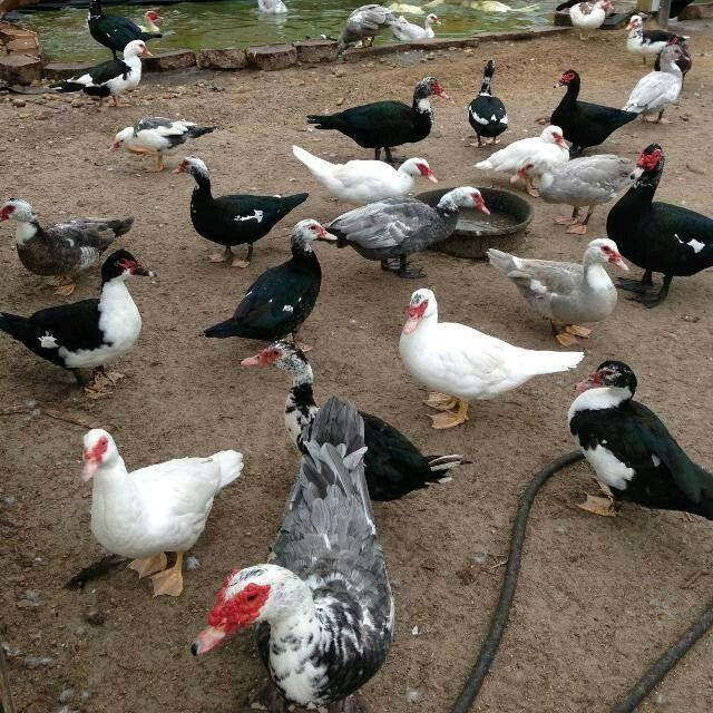 

Bebek Manila Segar - Itik Serati - Bebek Segar Harga Per-Perekor