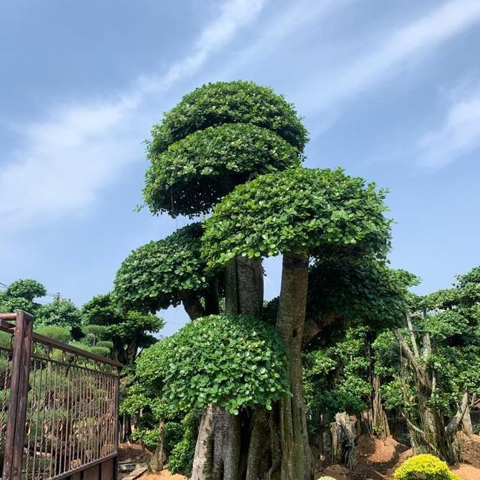 Bonsai Beringin Korea Bentuk Unik Super Besar Rimbun 3m+ Free Pasang