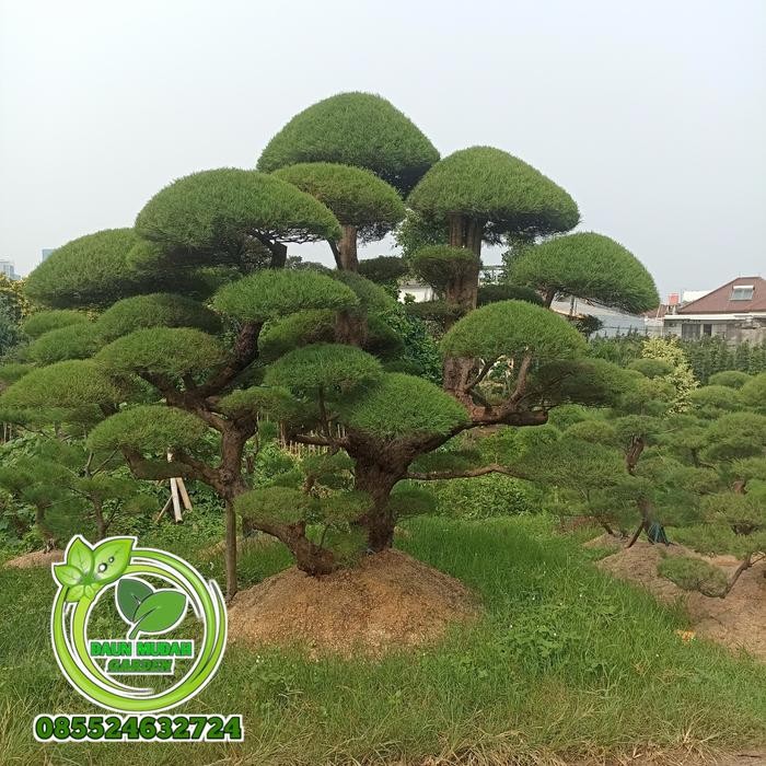 pohon bonsai cemara udang / bonsai Cemara udang besar