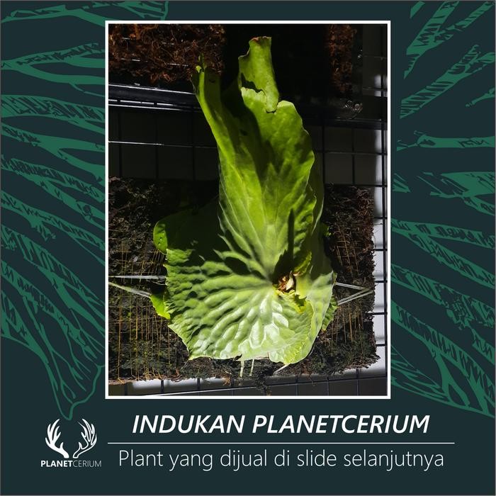platycerium erawan