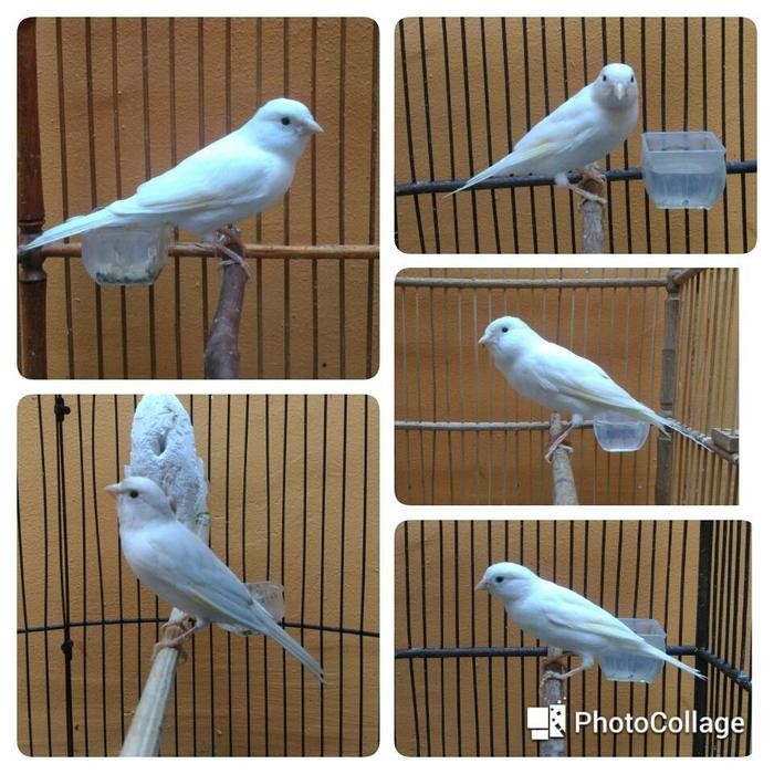 Burung Kenari Putih Garansi Betina Desa Siap Produksi terbaru