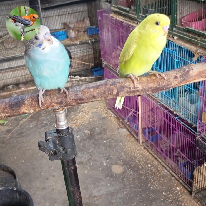 burung parkit lokal jinak terbaru