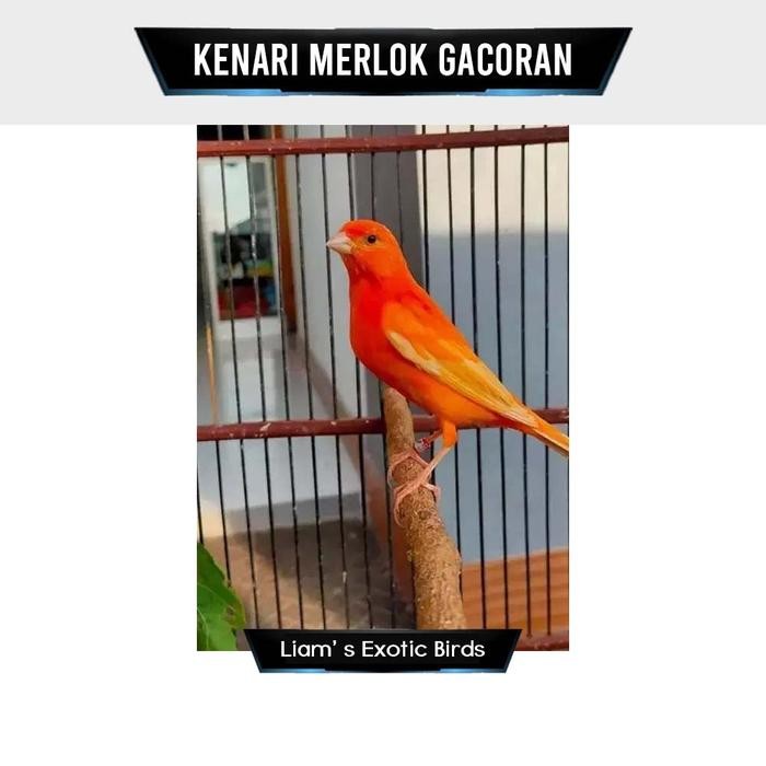 Burung Kenari Merlok Gacoran terbaru