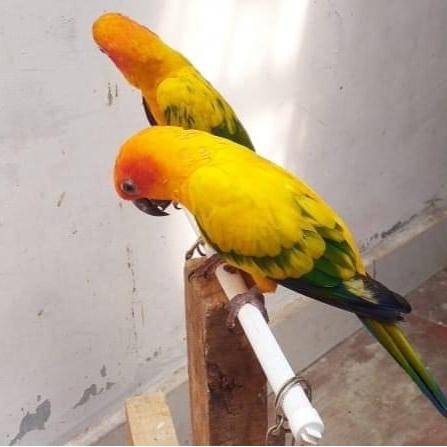Burung Sunconure Jinak terbaru