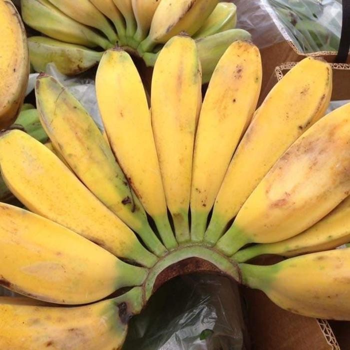 

InstanTanyadulu- Pisang kepok Pontianak 25.000/ kg