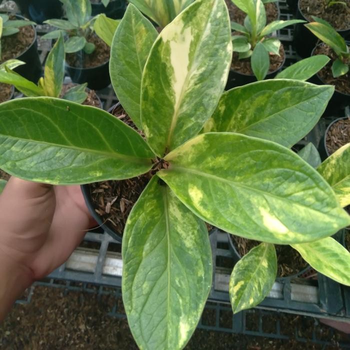Thinkerbelllll Anthurium Jemani Mangkok Variegata