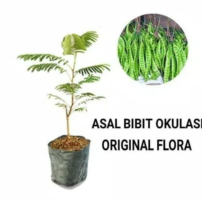 

bibit pete pohon petai tanaman peteh *
