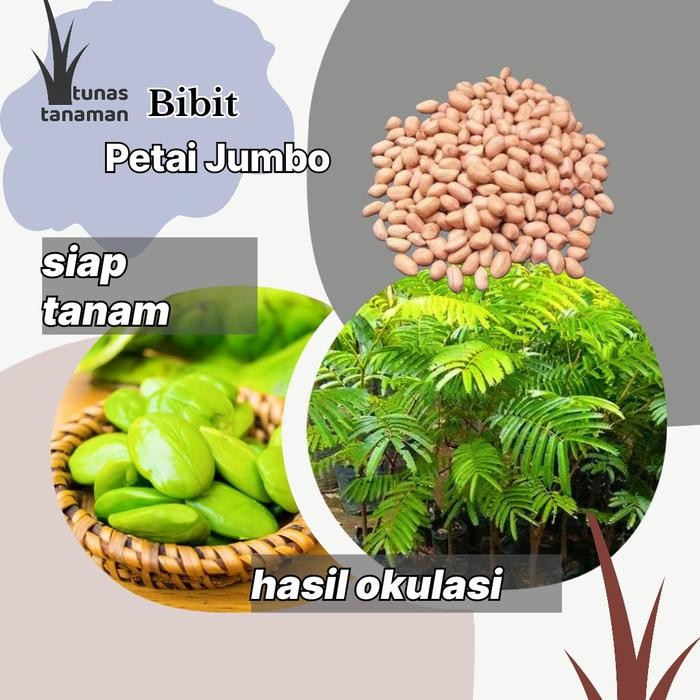 

Benih Petai Jumbo tearu siap tanam - Genjah *