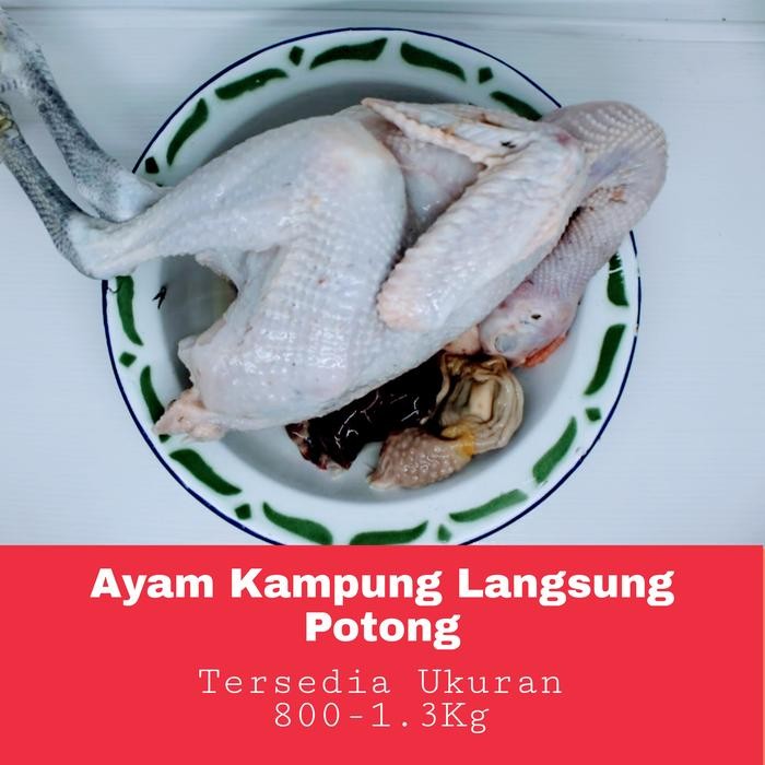 

BeliSkrg,KirimHariini- Ayam kampung potong asli Aka / Sentul ukuran 800 - 1.2KG fresh hidup