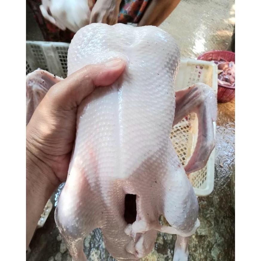 

PastikanDikirimLgsg- Bebek Peking Hibrida Premium Murah Bersih Berkwalitas Viral