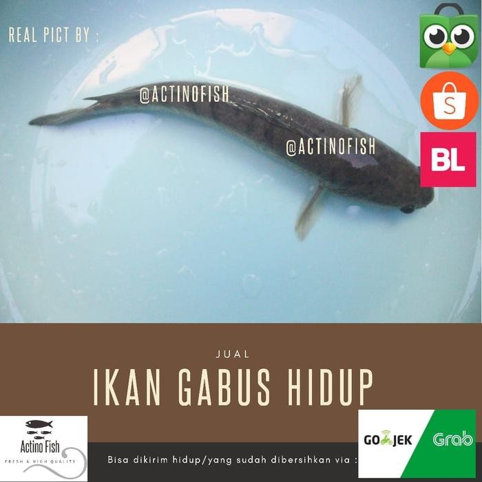 

PastikanDikirimLgsg- Ikan Gabus Segar Penyembuh Pasca Operasi Ikan Kutuk Bago