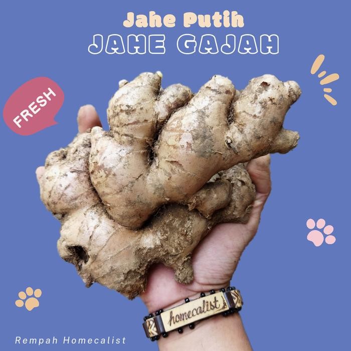 

New jahe gajah 1 kg super / Jahe Putih Lokal