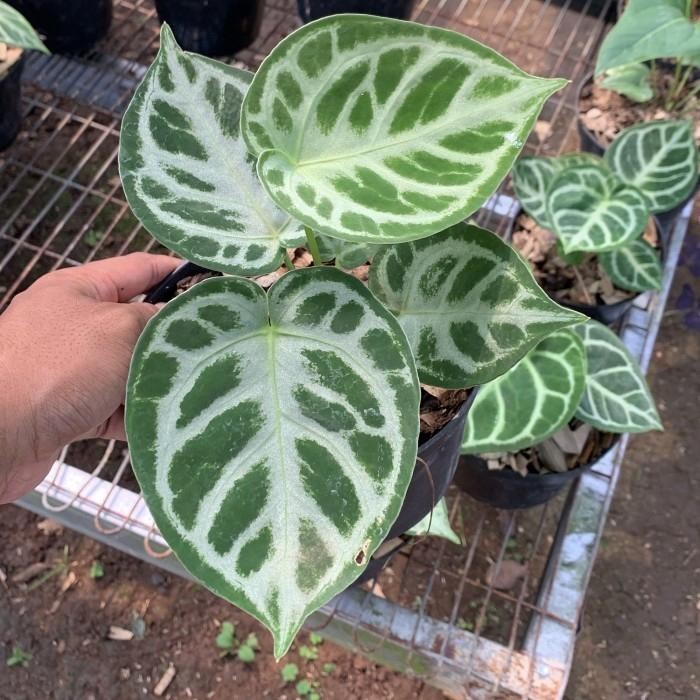 Evergreeeen Anthurium Dorayaki Silver Blush - Dorayaki Silver Blush