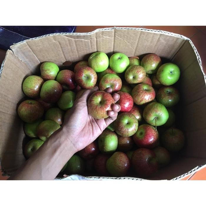 

SemuAReadyYaB0Zq- Apel malang fresh termurah / Apple