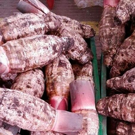 

BnyKBonusBelidiMari- tales pontianak