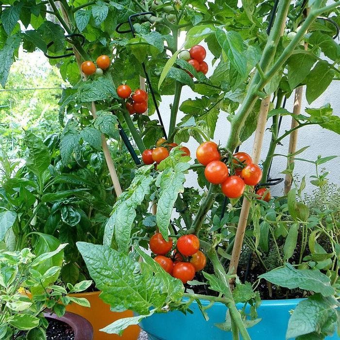 

BnyKBonusBelidiMari- Tanaman Buah TAMBULAPOT - Tomat Ceri / Tomat Cherry Siap Panen