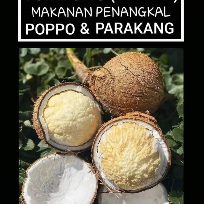 

BnyKBonusBelidiMari- kentos kelapa segar