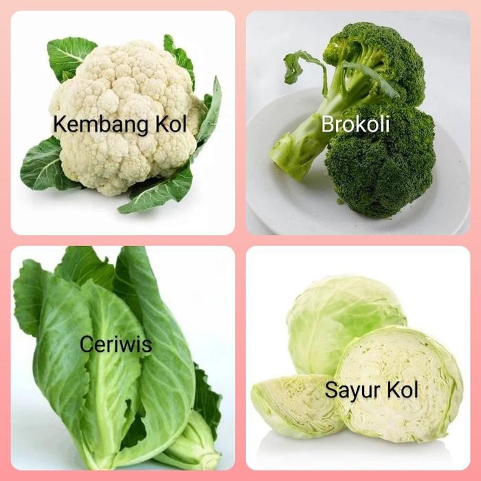 

BnyKBonusBelidiMari- Aneka Sayuran Kubis 1Bks sayur kol,Sayur Cuciwis,kembang Kol, Brokoli
