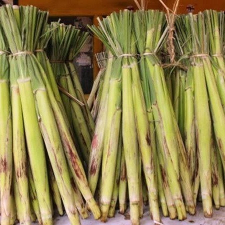 

BnyKBonusBelidiMari- terubuk - telor tebu per ikat isi 4 batang