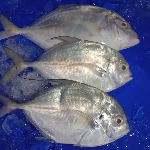 

PastiFreShNya- Ikan Kuwe Segar 1KG