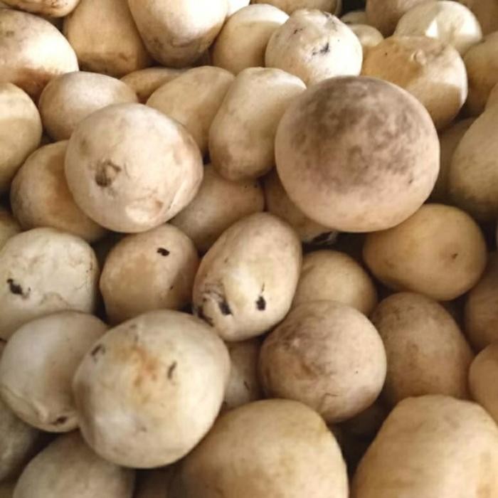 

BnyKBonusBelidiMari- Jamur Merang Segar 250gr