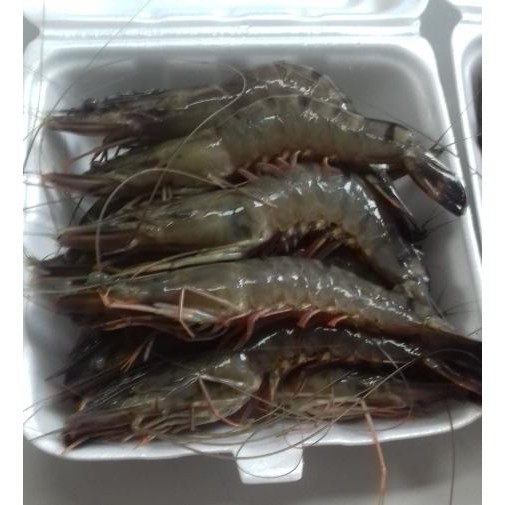 

PastiFreShNya- udang pancet atau tiger prawn ak 25-30(500gram/pack)