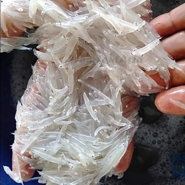 

PastiFreShNya- Ikan Teri Nasi Segar Teri Nasih Basah 1Kg Hasil Laut Segar