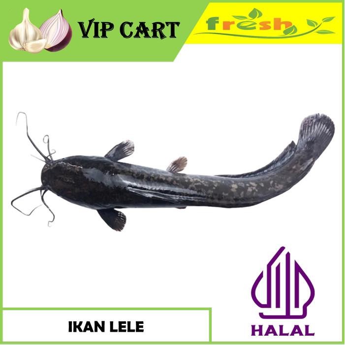 

BnyKBonusBelidiMari- IKAN LELE FRESH 1 KG ISI 8 / 10 PCS
