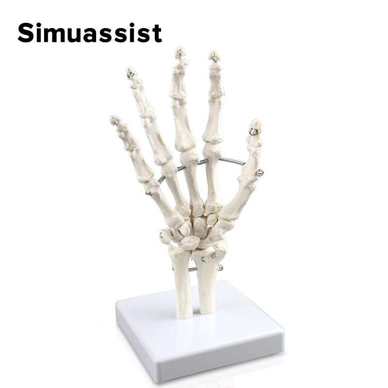 

1:1 Size Human Hand Joint Model Hand Skeleton Bone Wrist Vola Palms Skeleton Model Medical Science