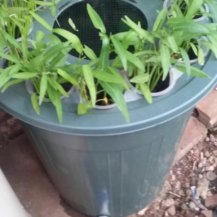 EMBER LELE 80 LITER 12 NETT POT/BUDIKDAMBER/ BUDIDAYA IKAN & AQUAPONIK