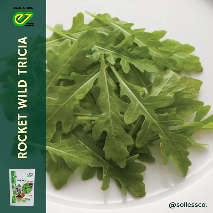 Terlaris benih lettuce arugula rocket wild TRICIA indoseed