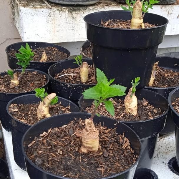 Terlaris Tanaman Ginseng Merah Korea Tanaman Gingseng Herbal Gingseng Merah