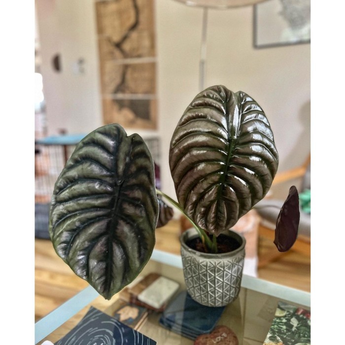 Terlaris Tanaman alocasia cuprea / keladi tengkorak / Alocasia tengkorak