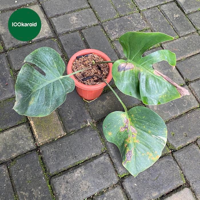 Terlaris Tanaman Hias Monstera Jungle Mint Varigata Monstera Mint Variegata