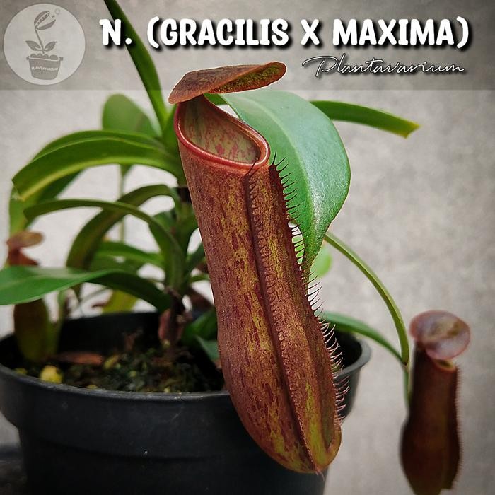 Terlaris Tanaman Karnivora Kantong Semar / Nepenthes Gracilis x Maxima