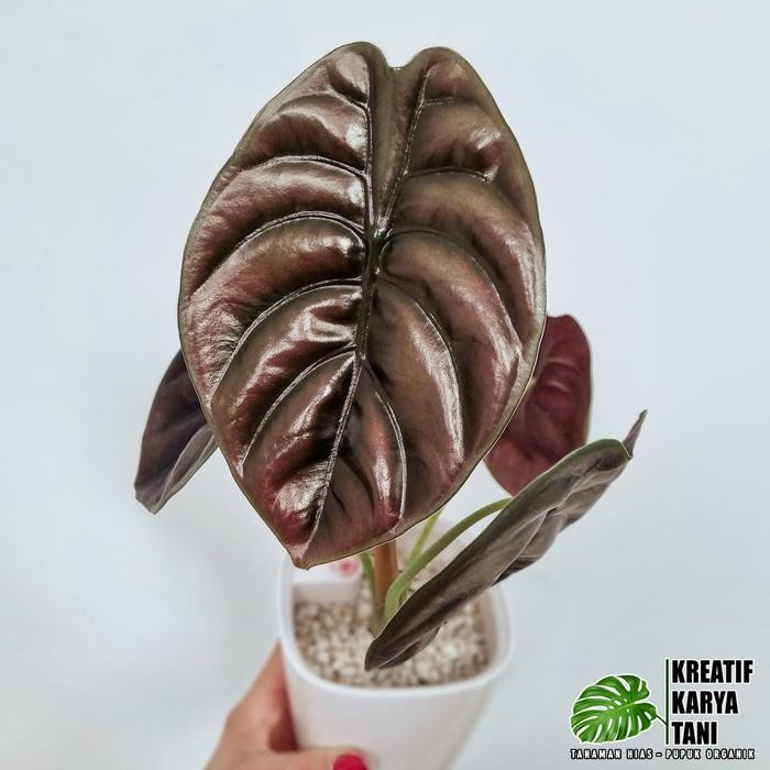 Terlaris Tanaman hias alocasia cuprea tengkorak - Alocasia cuprea