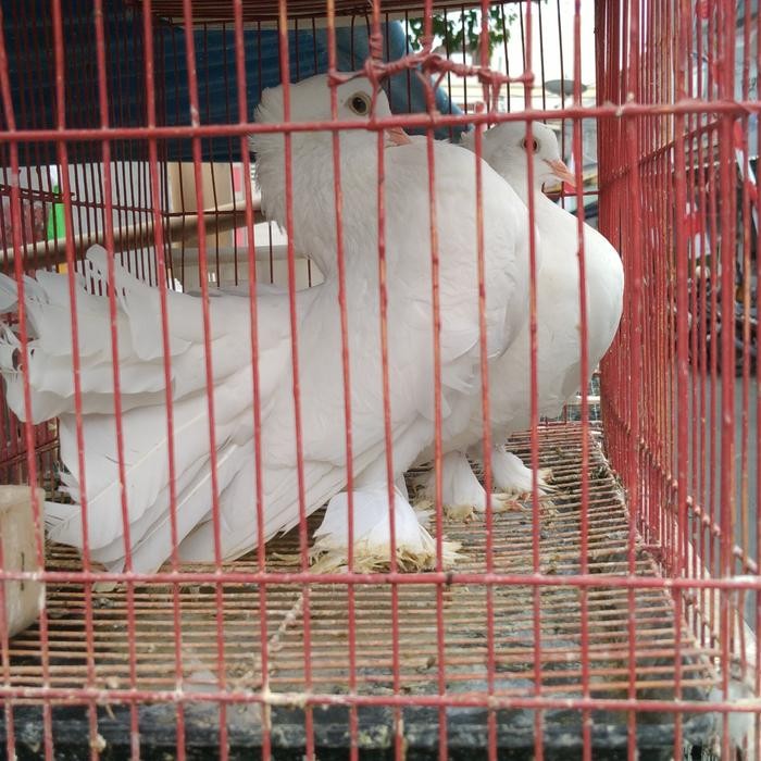 Pawfect Grooming Merpati Kipas Putih Polos Sepasang Jantan Betina