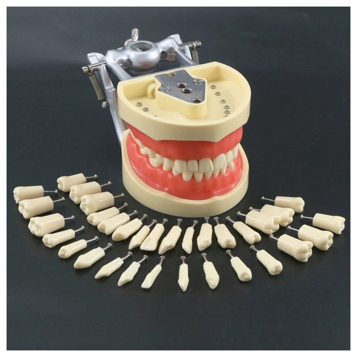 Dental Typodont Model With Removable Screw-in Teeth Kilgore NISSIN
