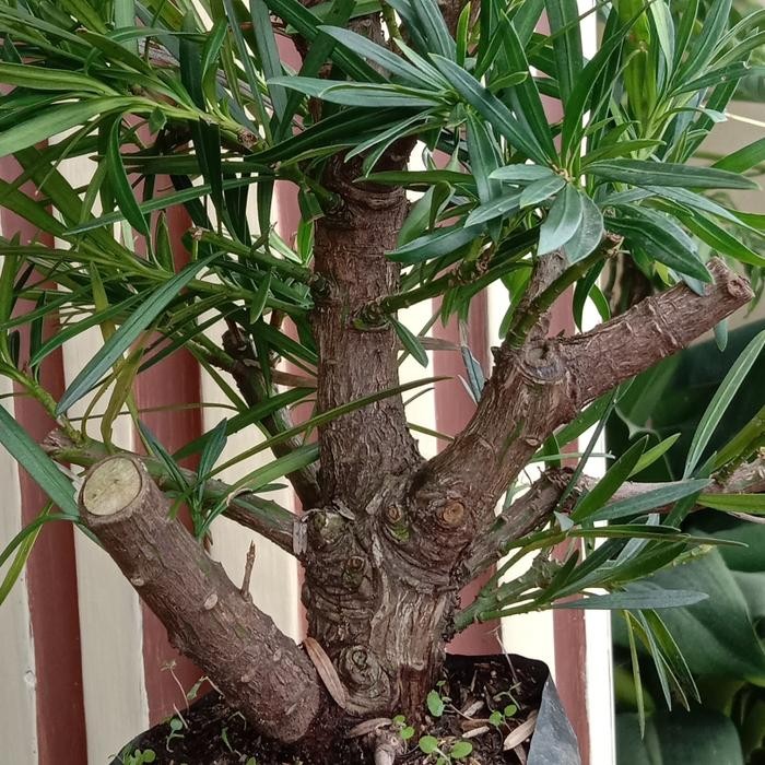 PREMIUM Bonsai Lohansung Setengah Jadi ( Batang Besar). Super Limited